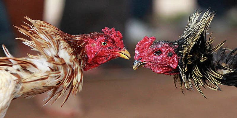 Lợi ích khi tham gia đá gà Sam86