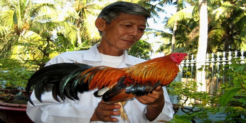 Kinh nghiệm chơi đá gà Sam86 từ chuyên gia